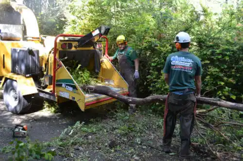 tree services Womens Bay